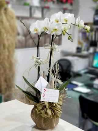 İki Dal Beyaz Orkide, Eskişehir çiçek siparişi