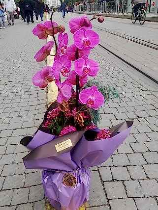 2 Dal Pembe Orkide, Eskişehir çiçekçi