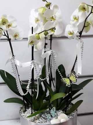 5 Dal Beyaz Orkide, Eskişehir çiçek siparişi