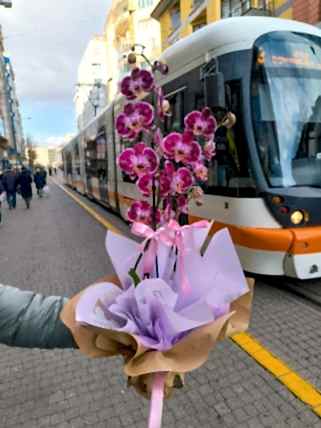 2 Dallı Bordo Orkide