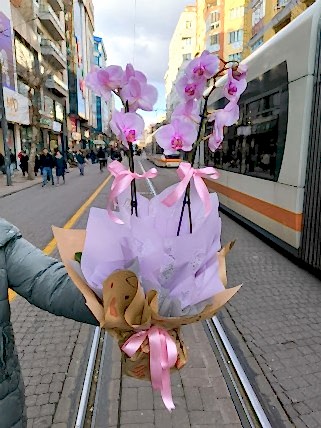 Pembe Çift Dal Orkide