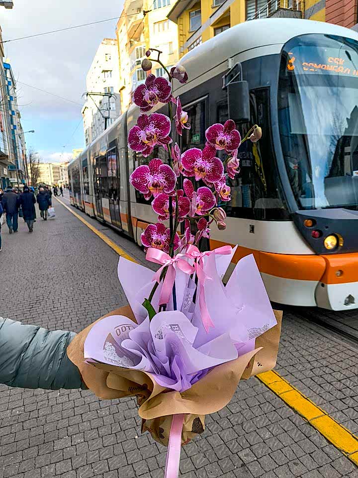 2 Dallı Bordo Orkide